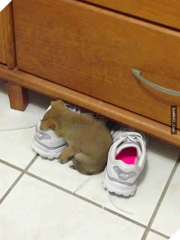 26 cún con lăn đùng ra ngủ quá đáng yêu, chủ nhân không nỡ đánh thức, #1 kiểu ‘gà quay’ 14