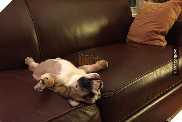 26 cún con lăn đùng ra ngủ quá đáng yêu, chủ nhân không nỡ đánh thức, #1 kiểu ‘gà quay’ 25