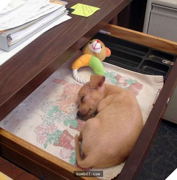 26 cún con lăn đùng ra ngủ quá đáng yêu, chủ nhân không nỡ đánh thức, #1 kiểu ‘gà quay’ 21