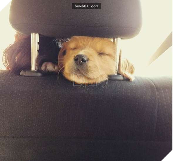 26 cún con lăn đùng ra ngủ quá đáng yêu, chủ nhân không nỡ đánh thức, #1 kiểu ‘gà quay’ 23