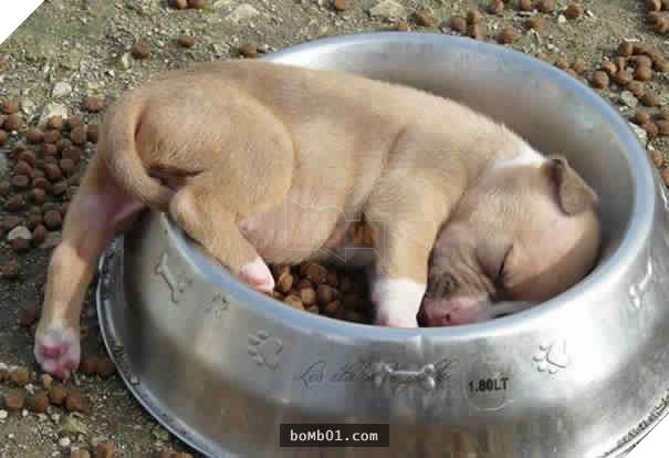 26 cún con lăn đùng ra ngủ quá đáng yêu, chủ nhân không nỡ đánh thức, #1 kiểu ‘gà quay’ 6