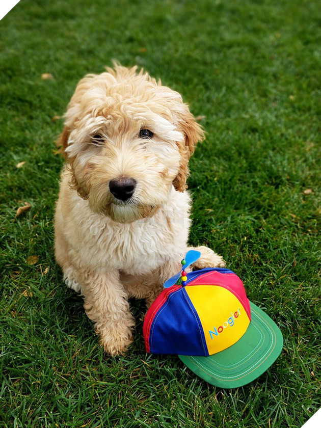 Một ngày của CEO Google Sundar Pichai, người nhận lương 199 triệu USD trong năm ngoái và vừa cắt ngắn kỳ nghỉ để đối phó với rắc rối nội bộ 17