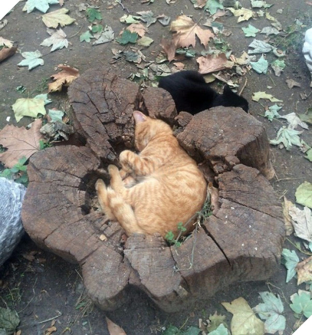 22 chú mèo mặt dày bạ đâu cũng nằm đấy không biết xấu hổ là gì - Ảnh 17.