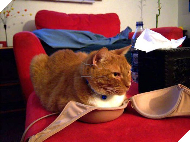 22 chú mèo mặt dày bạ đâu cũng nằm đấy không biết xấu hổ là gì - Ảnh 29.