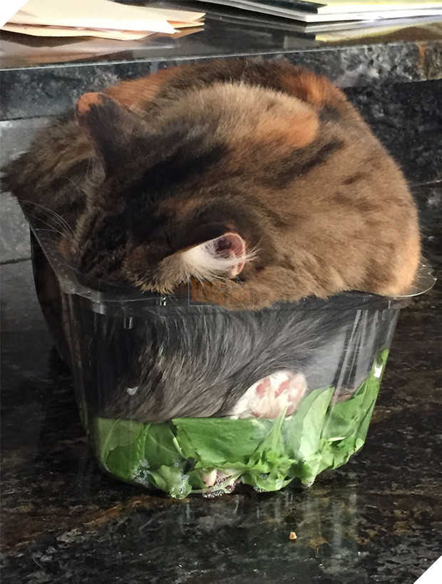 22 chú mèo mặt dày bạ đâu cũng nằm đấy không biết xấu hổ là gì - Ảnh 9.