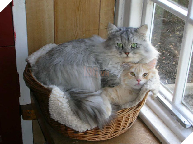 22 chú mèo mặt dày bạ đâu cũng nằm đấy không biết xấu hổ là gì - Ảnh 27.