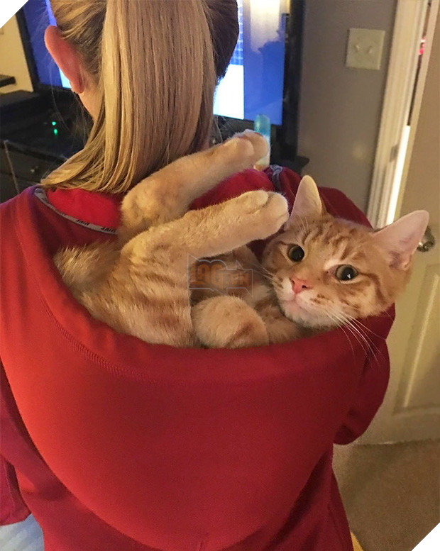 22 chú mèo mặt dày bạ đâu cũng nằm đấy không biết xấu hổ là gì - Ảnh 41.