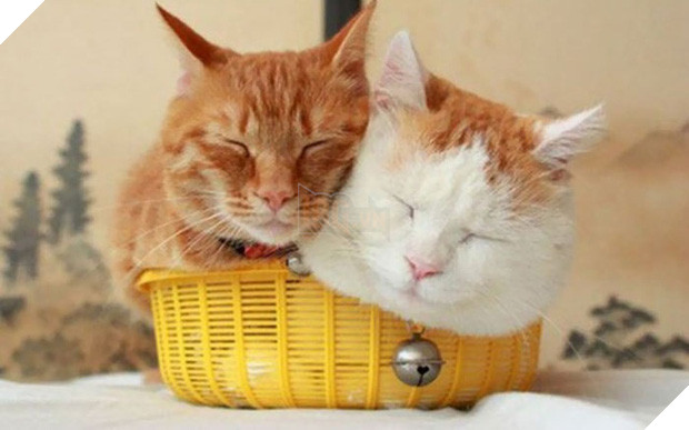 22 chú mèo mặt dày bạ đâu cũng nằm đấy không biết xấu hổ là gì - Ảnh 1.