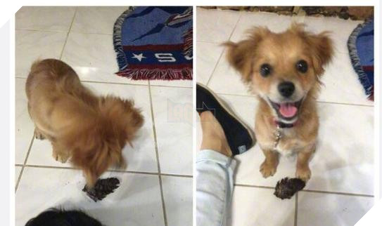 12 bức ảnh ấm áp khi nuôi thú cưng, #6 đáng yêu đến mức khiến chủ nhân muốn… xỉu 2