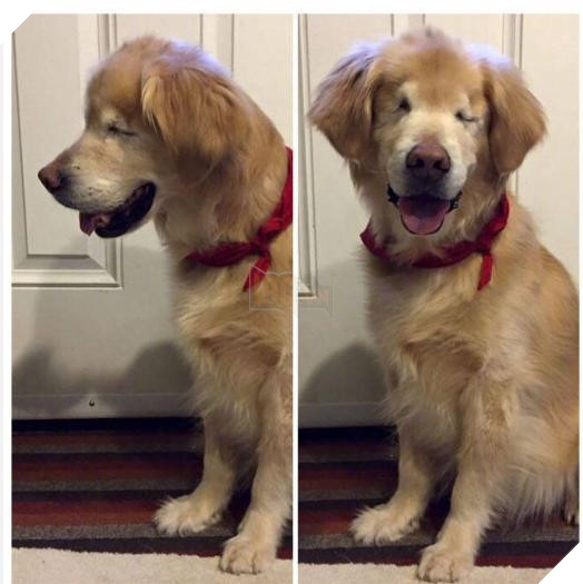 12 bức ảnh ấm áp khi nuôi thú cưng, #6 đáng yêu đến mức khiến chủ nhân muốn… xỉu