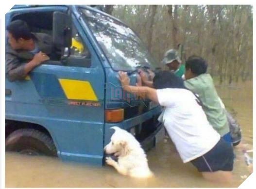 12 bức ảnh ấm áp khi nuôi thú cưng, #6 đáng yêu đến mức khiến chủ nhân muốn… xỉu 4