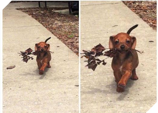 12 bức ảnh ấm áp khi nuôi thú cưng, #6 đáng yêu đến mức khiến chủ nhân muốn… xỉu 3