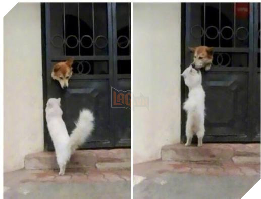 12 bức ảnh ấm áp khi nuôi thú cưng, #6 đáng yêu đến mức khiến chủ nhân muốn… xỉu 7