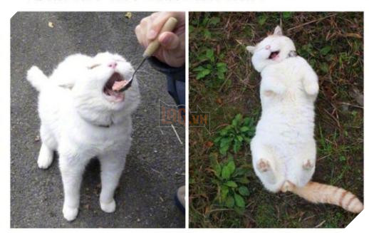 12 bức ảnh ấm áp khi nuôi thú cưng, #6 đáng yêu đến mức khiến chủ nhân muốn… xỉu 6