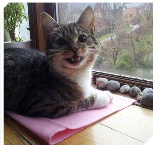 12 bức ảnh ấm áp khi nuôi thú cưng, #6 đáng yêu đến mức khiến chủ nhân muốn… xỉu 8