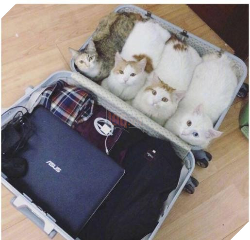 12 bức ảnh ấm áp khi nuôi thú cưng, #6 đáng yêu đến mức khiến chủ nhân muốn… xỉu 9