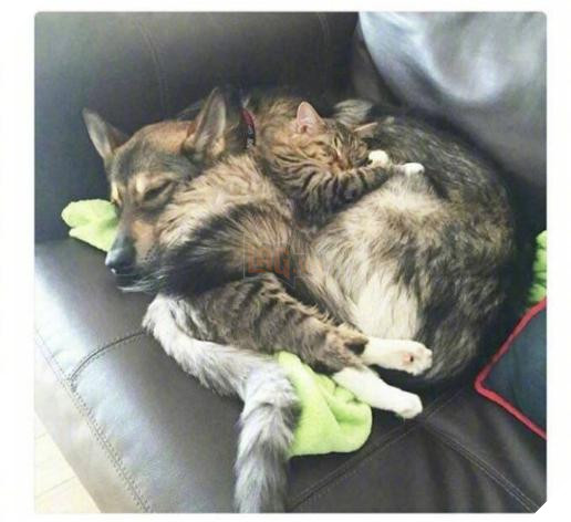 12 bức ảnh ấm áp khi nuôi thú cưng, #6 đáng yêu đến mức khiến chủ nhân muốn… xỉu 11