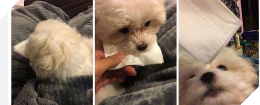 12 bức ảnh ấm áp khi nuôi thú cưng, #6 đáng yêu đến mức khiến chủ nhân muốn… xỉu 12