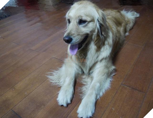 Chú chó mang về nhà 1 bé mèo, chủ nhân nói đùa: ‘Tự mình chăm sóc lấy mèo con nhé’, không ngờ nó thực sự… 2