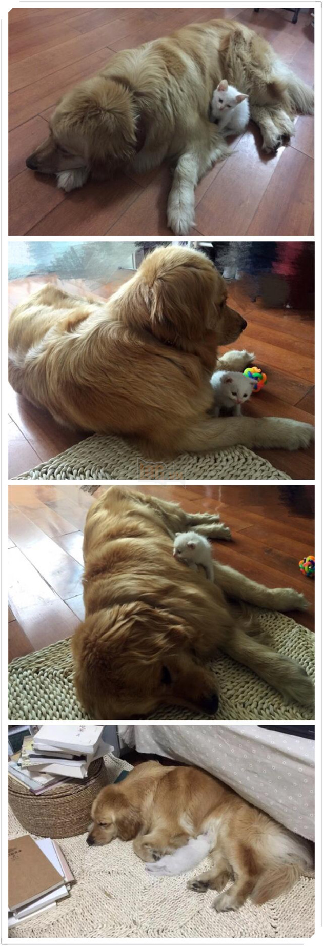 Chú chó mang về nhà 1 bé mèo, chủ nhân nói đùa: ‘Tự mình chăm sóc lấy mèo con nhé’, không ngờ nó thực sự… 4