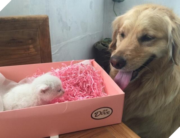 Chú chó mang về nhà 1 bé mèo, chủ nhân nói đùa: ‘Tự mình chăm sóc lấy mèo con nhé’, không ngờ nó thực sự…