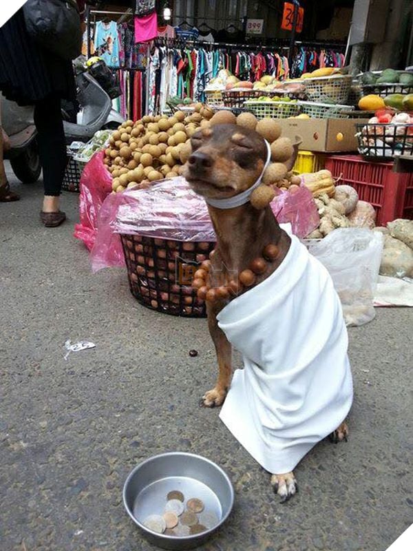 VLTK Mobile: Cười đau cả bụng với các game thủ trong sự kiện Cosplay Bựa Phần 1  2