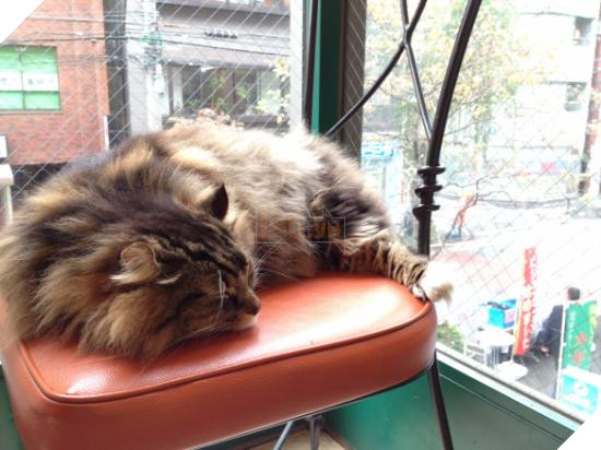 Khám phá Shinjuku - Thiên đường chỉ hiện hình về đêm của Nhật Bản