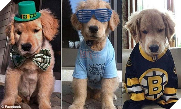 Chú chó mù chiếm trọn trái tim của hàng triệu người trên thế giới