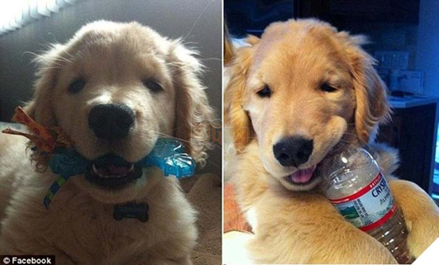 Chú chó mù chiếm trọn trái tim của hàng triệu người trên thế giới 3