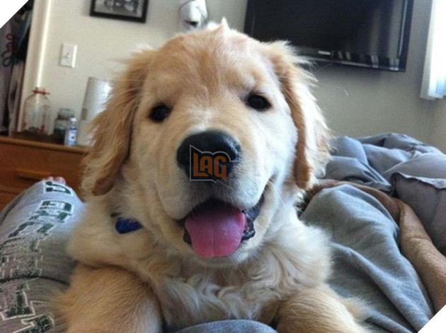 Chú chó mù chiếm trọn trái tim của hàng triệu người trên thế giới 4