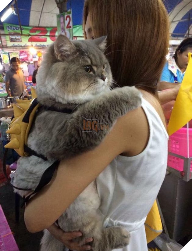 mèo béo đáng yêu đeo balo khủng long