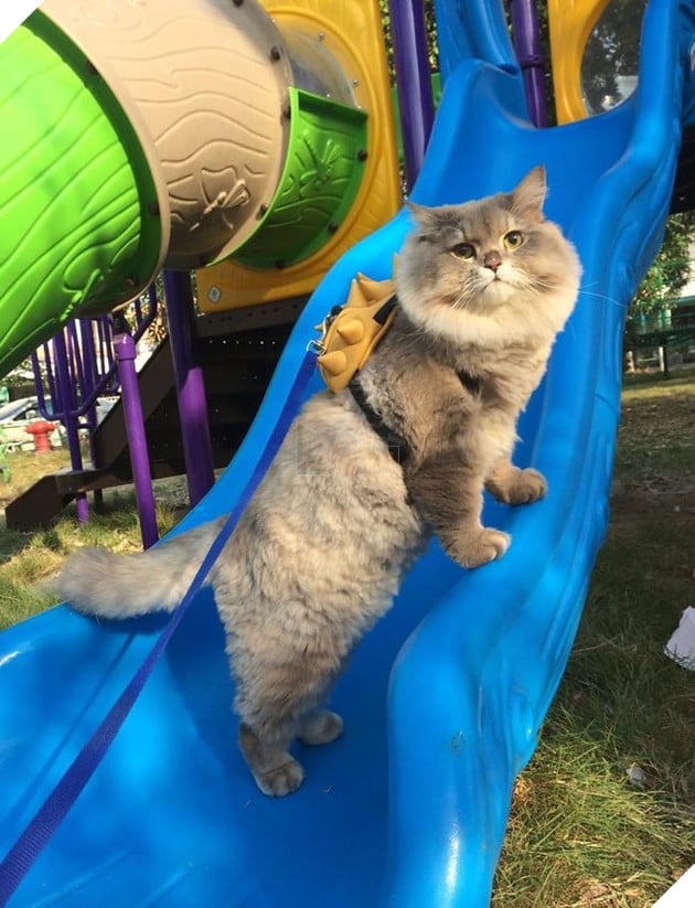 mèo béo đáng yêu đeo balo khủng long