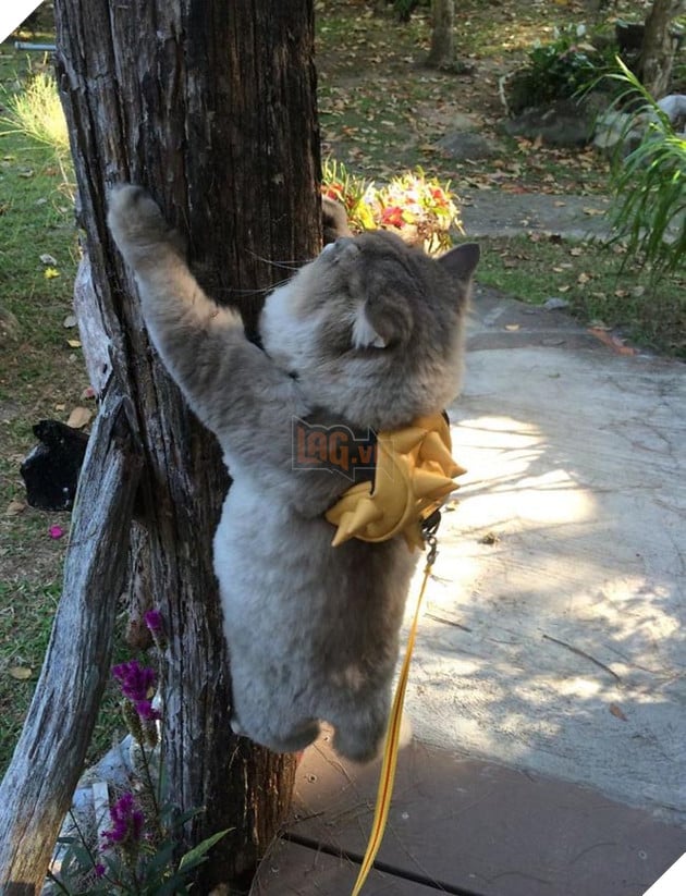 mèo béo đáng yêu đeo balo khủng long