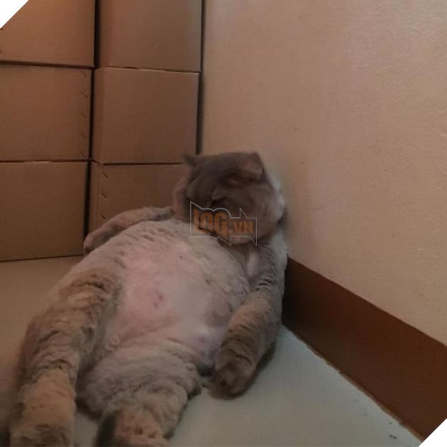 mèo béo đáng yêu đeo balo khủng long