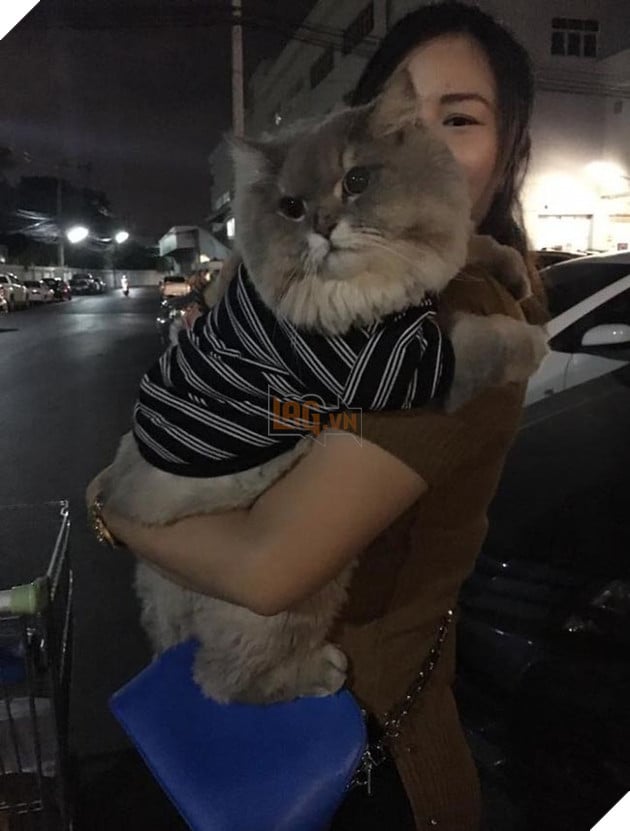 mèo béo đáng yêu đeo balo khủng long