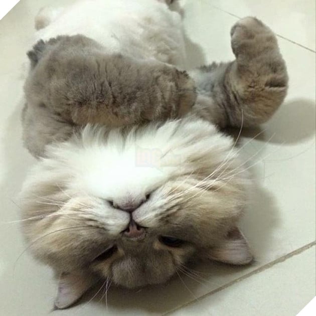 mèo béo đáng yêu đeo balo khủng long