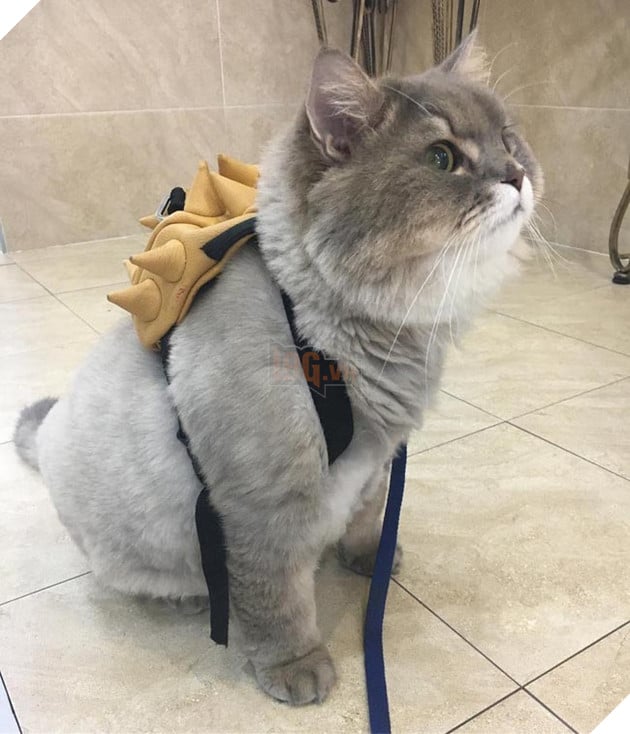 mèo béo đáng yêu đeo balo khủng long