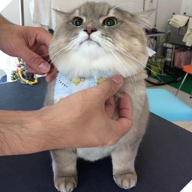 mèo béo đáng yêu đeo balo khủng long