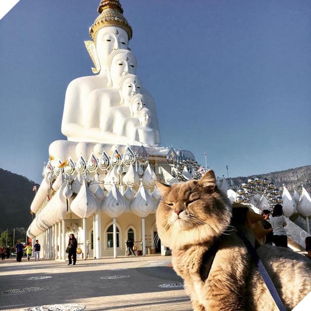 mèo béo đáng yêu đeo balo khủng long