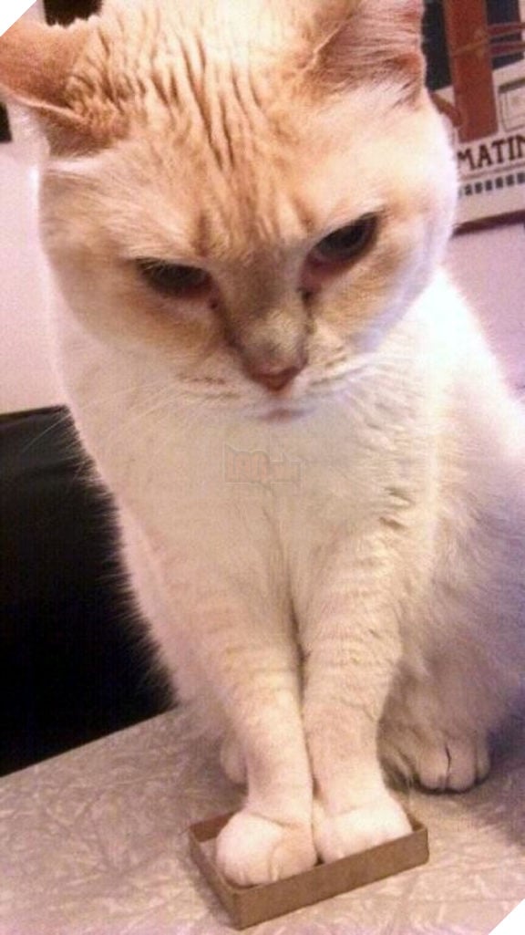 30 chứng minh cho con người ngu dốt để xem "tất cả chết pháo đài" funny người sao meo! # 5 mèo quá khổ là những cặp cùng của đức hạnh ...