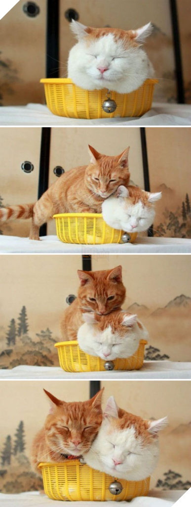 30 chứng minh cho con người ngu dốt để xem "tất cả chết pháo đài" funny người sao meo! # 5 mèo quá khổ là những cặp cùng của đức hạnh ...