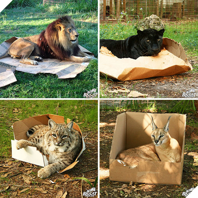 30 chứng minh cho con người ngu dốt để xem "tất cả chết pháo đài" funny người sao meo! # 5 mèo quá khổ là những cặp cùng của đức hạnh ...