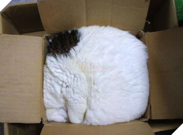 30 chứng minh cho con người ngu dốt để xem "tất cả chết pháo đài" funny người sao meo! # 5 mèo quá khổ là những cặp cùng của đức hạnh ...