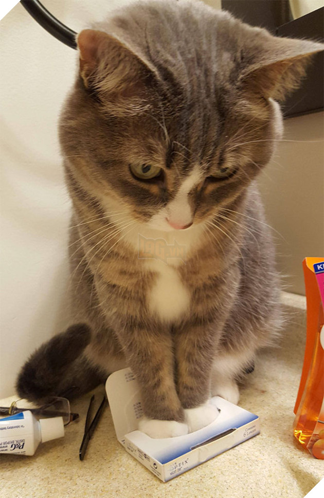 30 chứng minh cho con người ngu dốt để xem "tất cả chết pháo đài" funny người sao meo! # 5 mèo quá khổ là những cặp cùng của đức hạnh ...