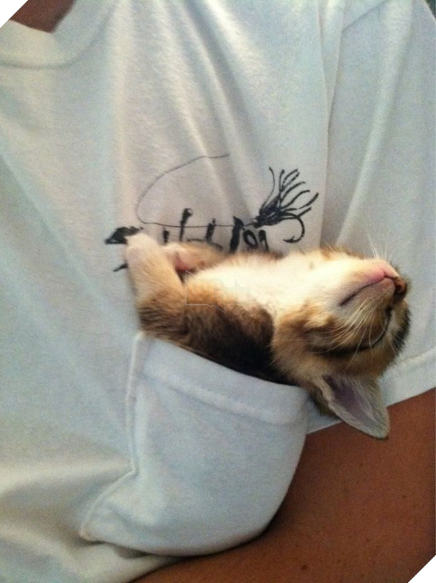 30 chứng minh cho con người ngu dốt để xem "tất cả chết pháo đài" funny người sao meo! # 5 mèo quá khổ là những cặp cùng của đức hạnh ...