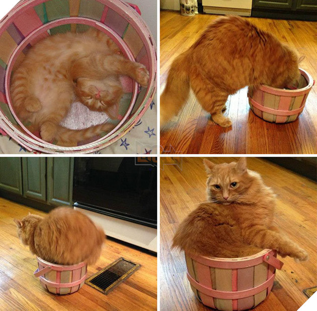 30 chứng minh cho con người ngu dốt để xem "tất cả chết pháo đài" funny người sao meo! # 5 mèo quá khổ là những cặp cùng của đức hạnh ...