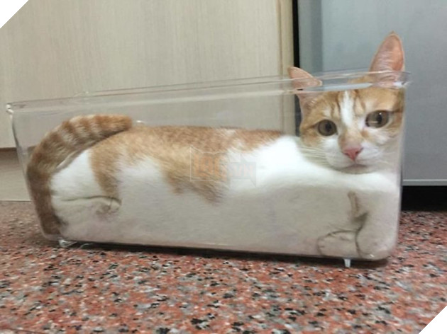 Cười sảng khoái với 25+ sở thích ‘chui rúc’ của các ‘chú mèo’, #27 khả năng uốn dẻo thật bất ngờ 21