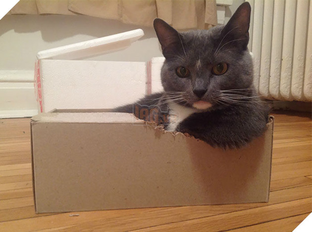 Cười sảng khoái với 25+ sở thích ‘chui rúc’ của các ‘chú mèo’, #27 khả năng uốn dẻo thật bất ngờ 23