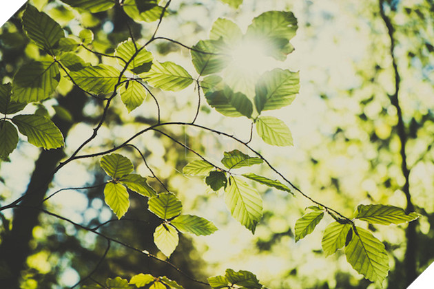 Văn hóa Á Đông thì thường gắn xanh lá cây với cuộc sống mới vĩnh cửu, điểm khởi đầu, phồn thực, tuổi trẻ, sức khỏe và thịnh vượng.
 
