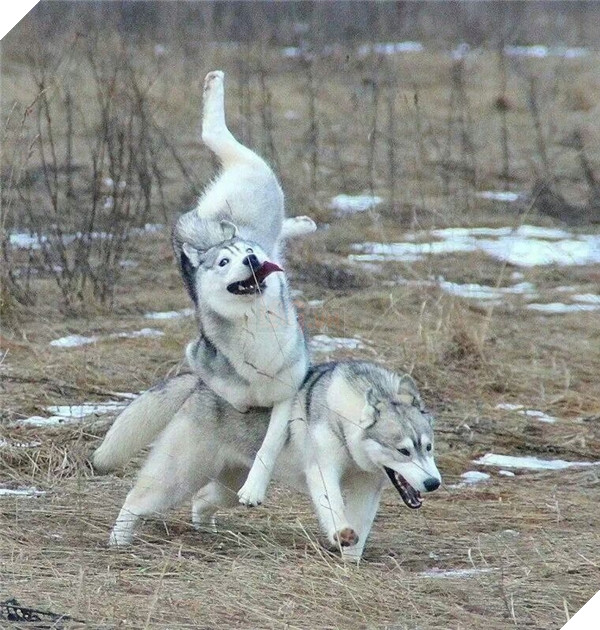 Đảm bảo khi chạm đất, chúng nó sẽ hiểu thế nào là răng môi lẫn lộn.